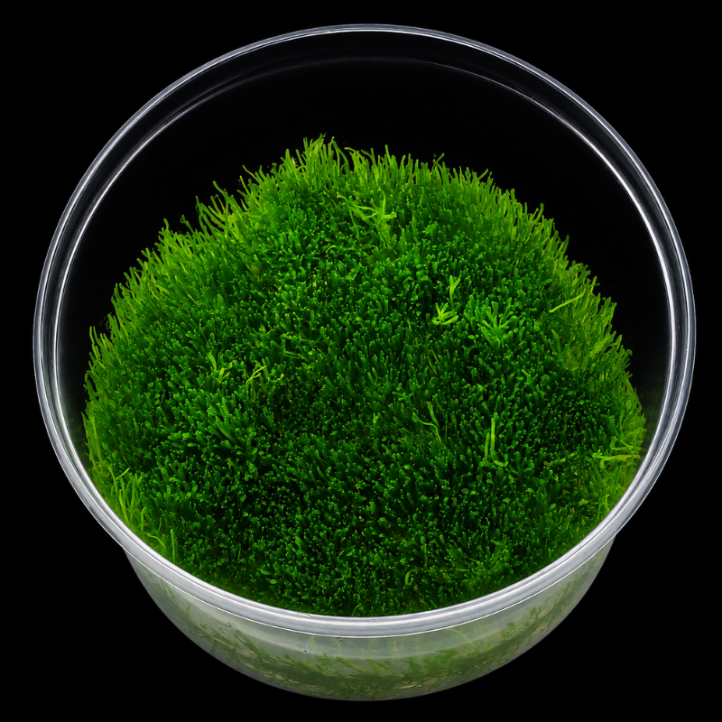 Riccia fluitans WetRootz