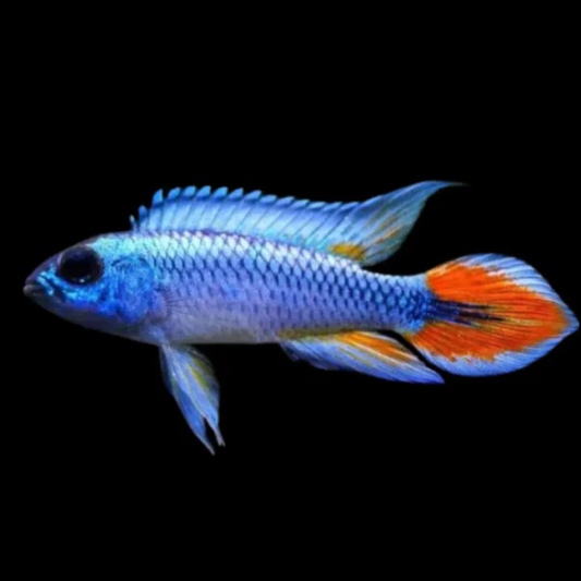 Apistogramma Agassizii Blue Flame ( pair ) Dee's Aqualife