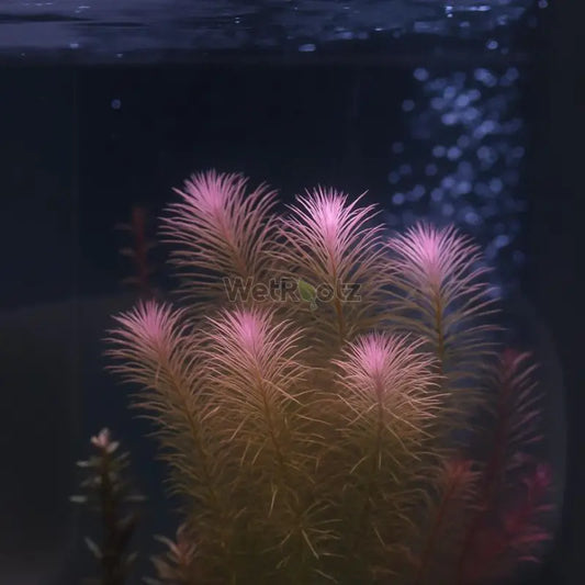 Rotala wallichii mexicana WetRootz