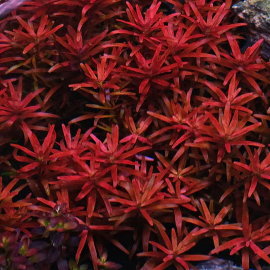 Rotala Rotundifolia 'Hi Red' WetRootz