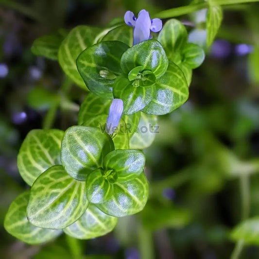 Lindernia Rotundifolia 'Variegated' WetRootz