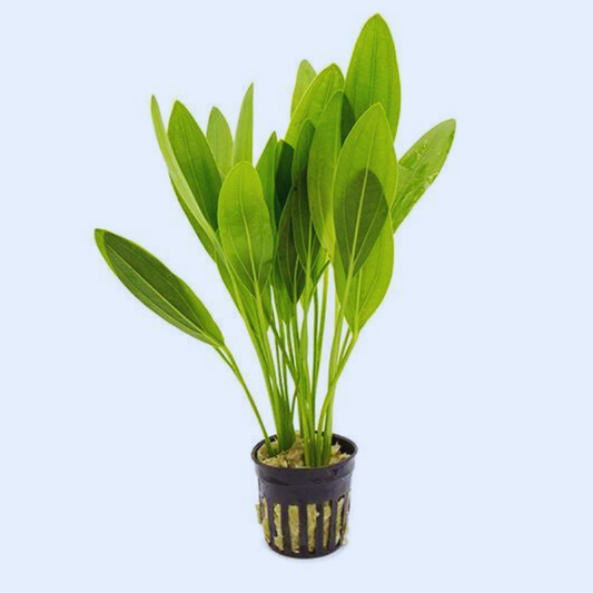 Echinodorus Muricatus Green