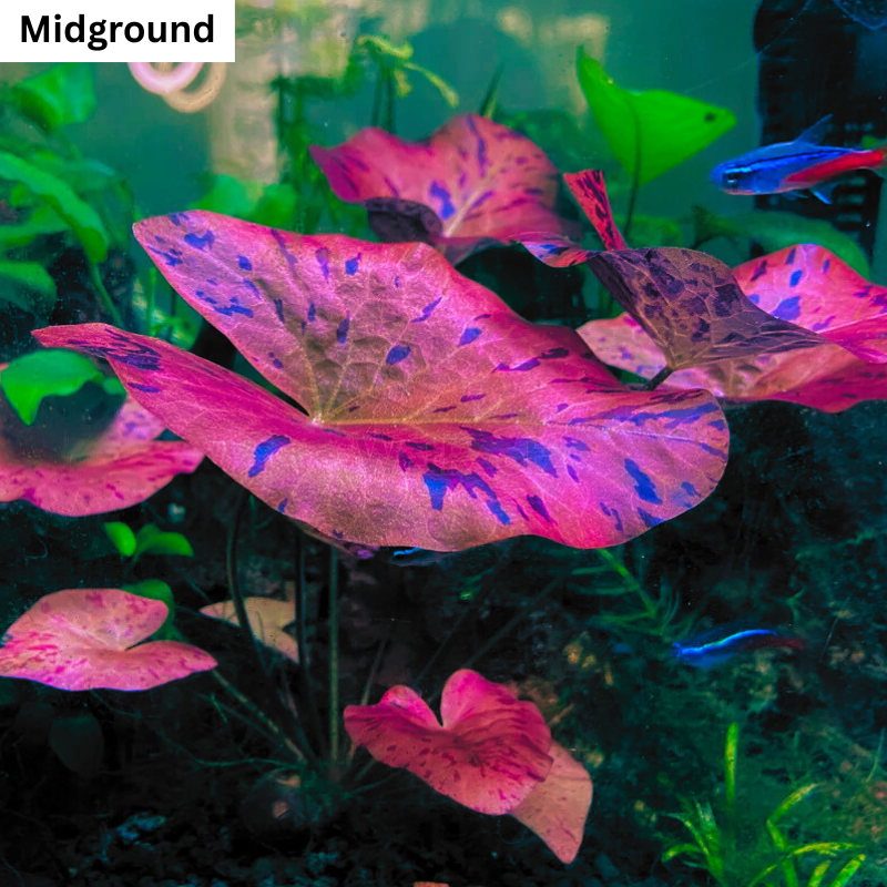 Nymphaea Tiger Lotus /  Red Tiger Lotus WetRootz