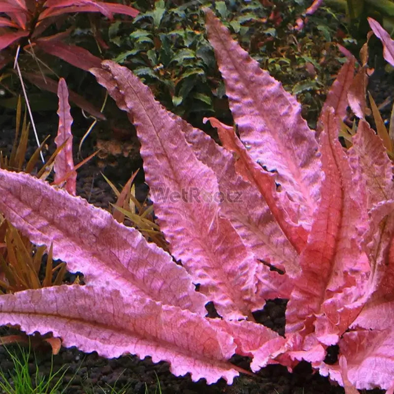 Cryptocoryne Pink Flamingo WetRootz