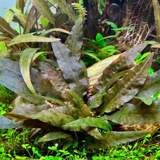 Cryptocoryne wendtii 'Tropica' WetRootz