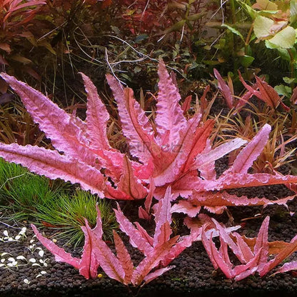 Cryptocoryne Pink Flamingo WetRootz