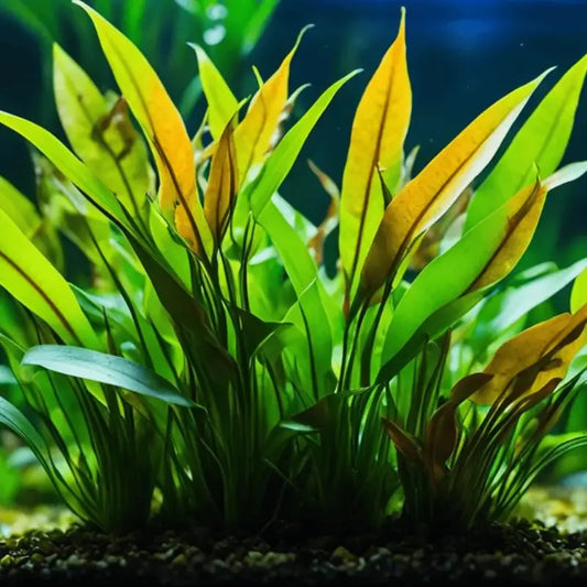 Cryptocoryne Lucens WetRootz