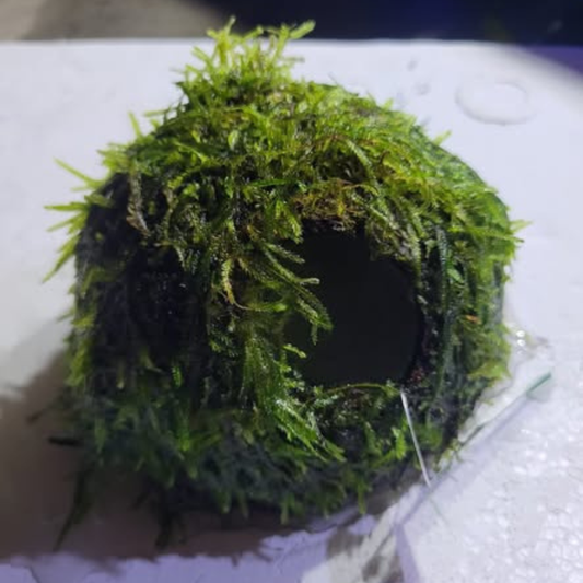 Java Moss Coconut Cave WetRootz