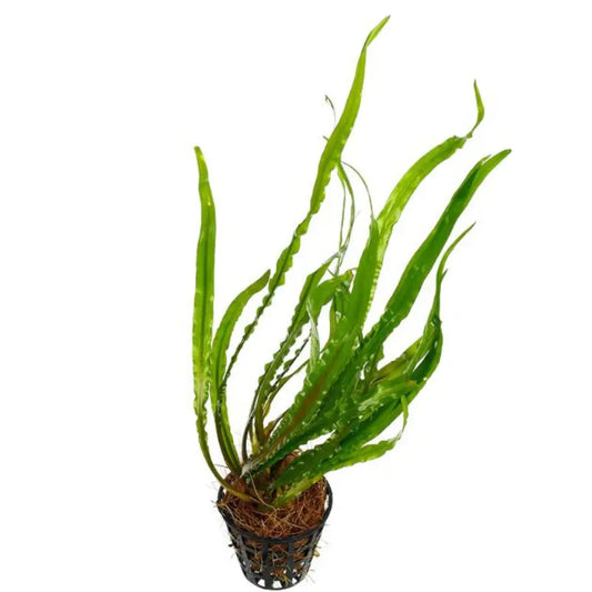Cryptocoryne spiralis Green WetRootz