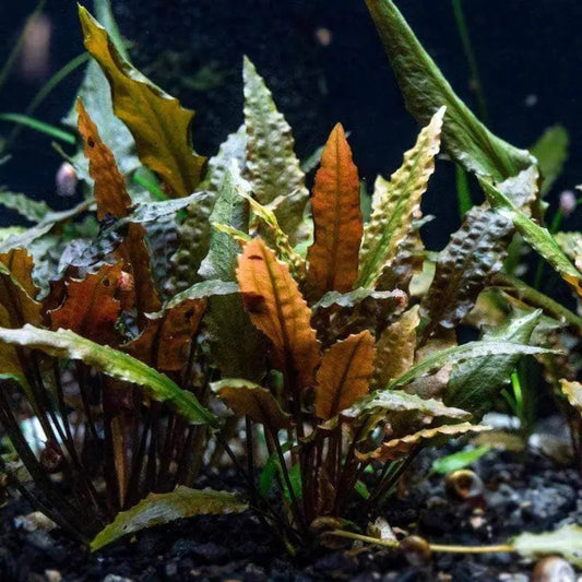 Cryptocoryne wendtii 'Tropica' WetRootz