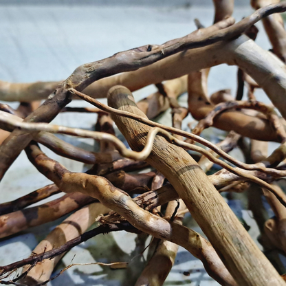 Thick Detailing Branches WetRootz