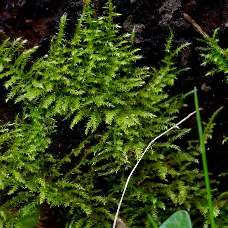 Feather moss WetRootz