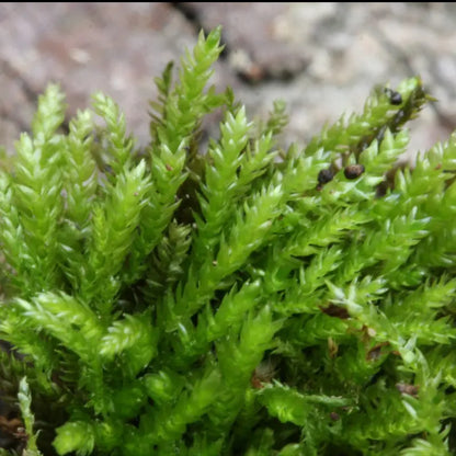 Feather moss WetRootz
