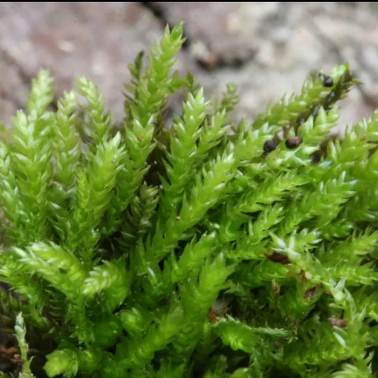 Feather moss WetRootz