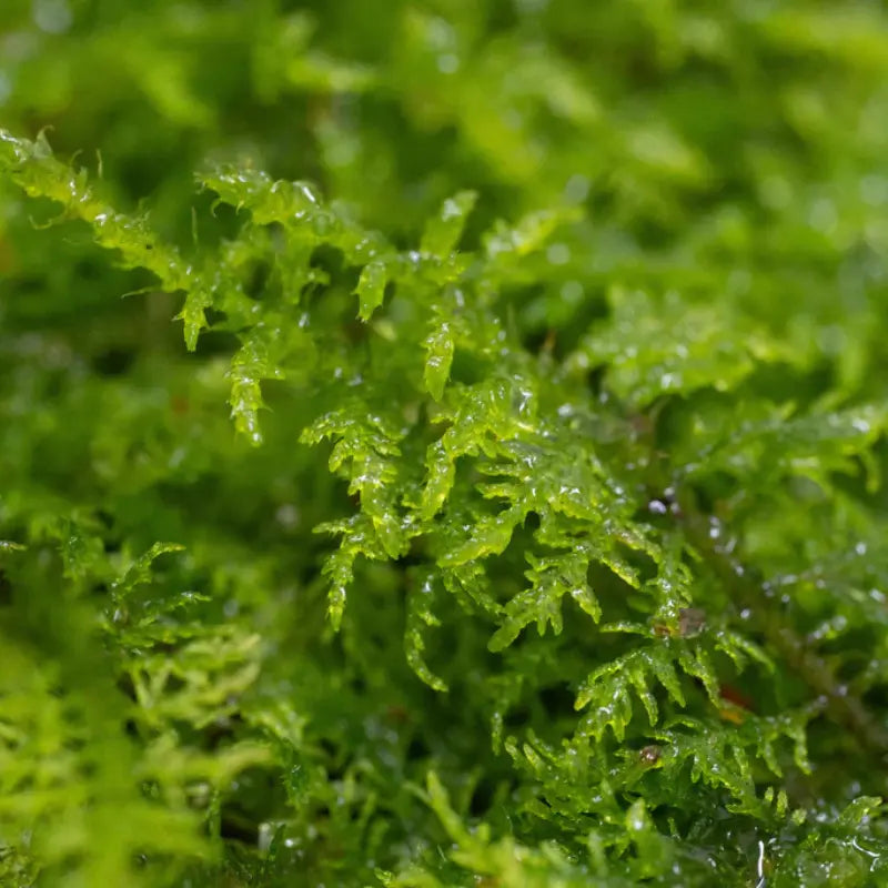 Fern moss WetRootz