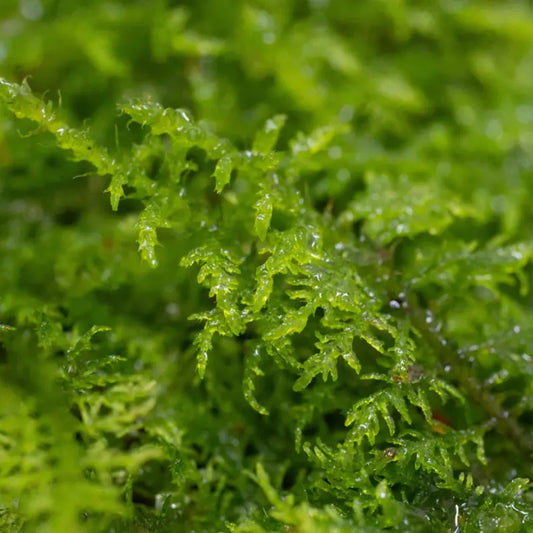 Fern moss WetRootz