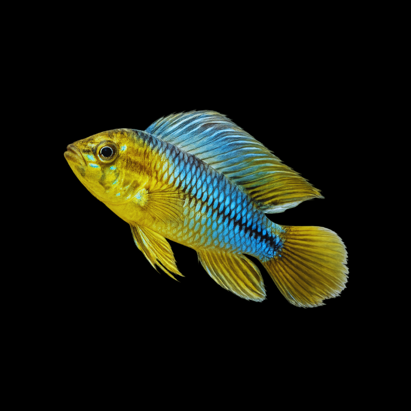 Apistogramma Borellii ( Pair ) WetRootz