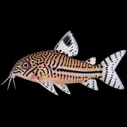 Leopard Corydoras WetRootz