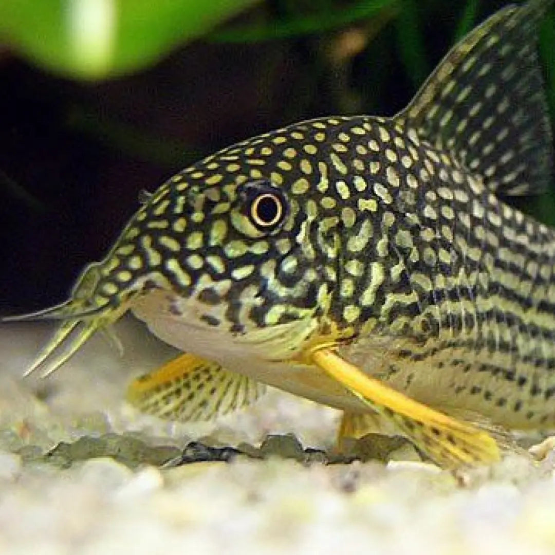 Sterba's corydoras