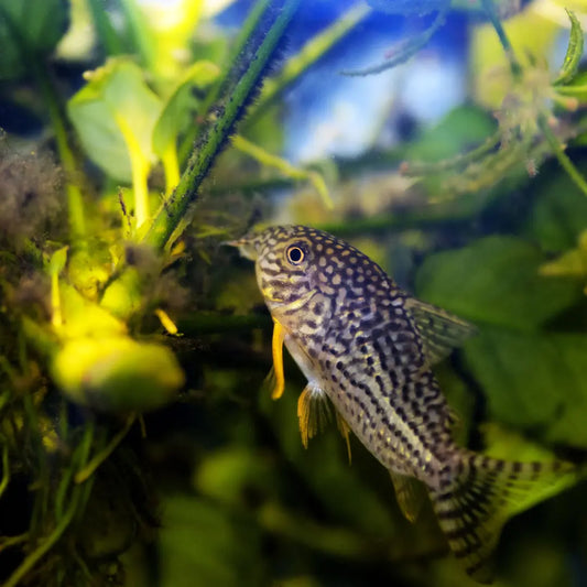 Sterba's corydoras