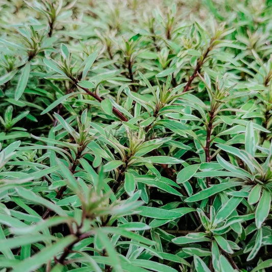 Ludwigia White WetRootz