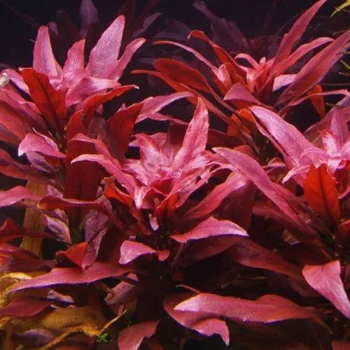 Ludwigia glandulosa WetRootz