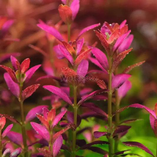 Rotala ramosior Florida WetRootz