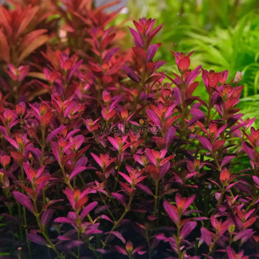 Rotala ramosior Florida WetRootz