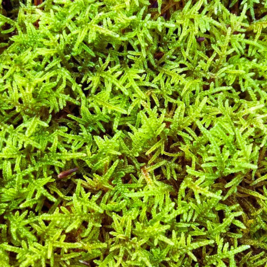 Hypnum Sheet moss WetRootz
