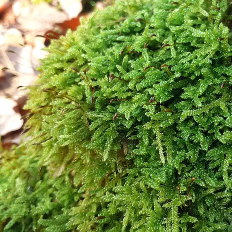 Hypnum Sheet moss WetRootz