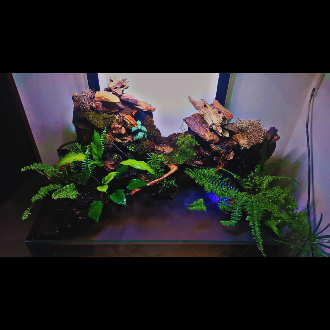3 ft Luxury Paludarium WetRootz