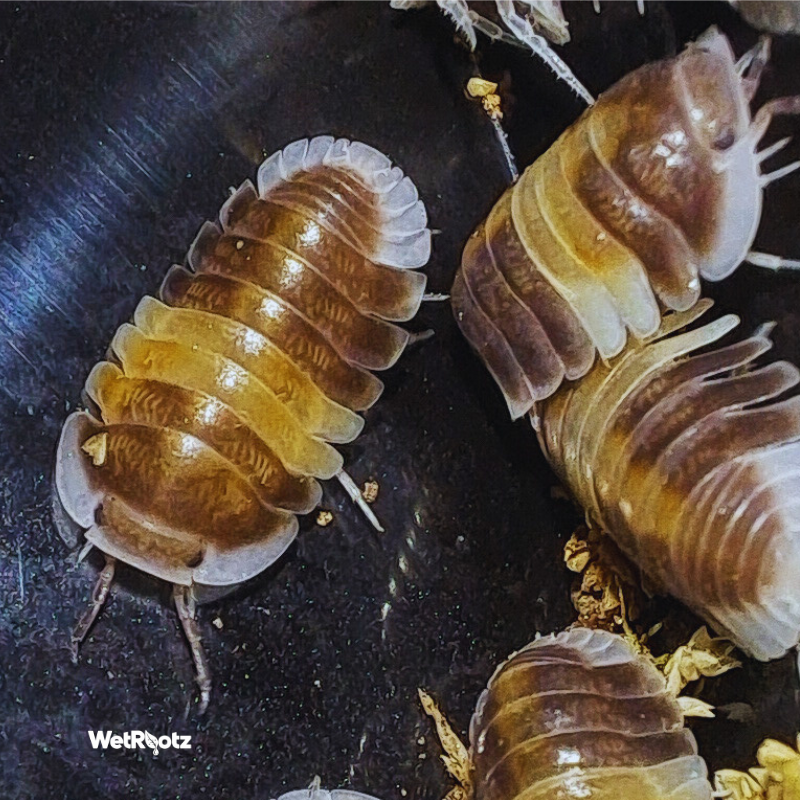 Cubaris sp - Cappuccino WetRootz