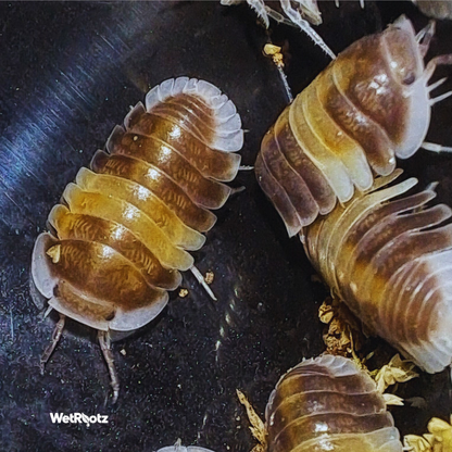 Cubaris sp - Cappuccino WetRootz