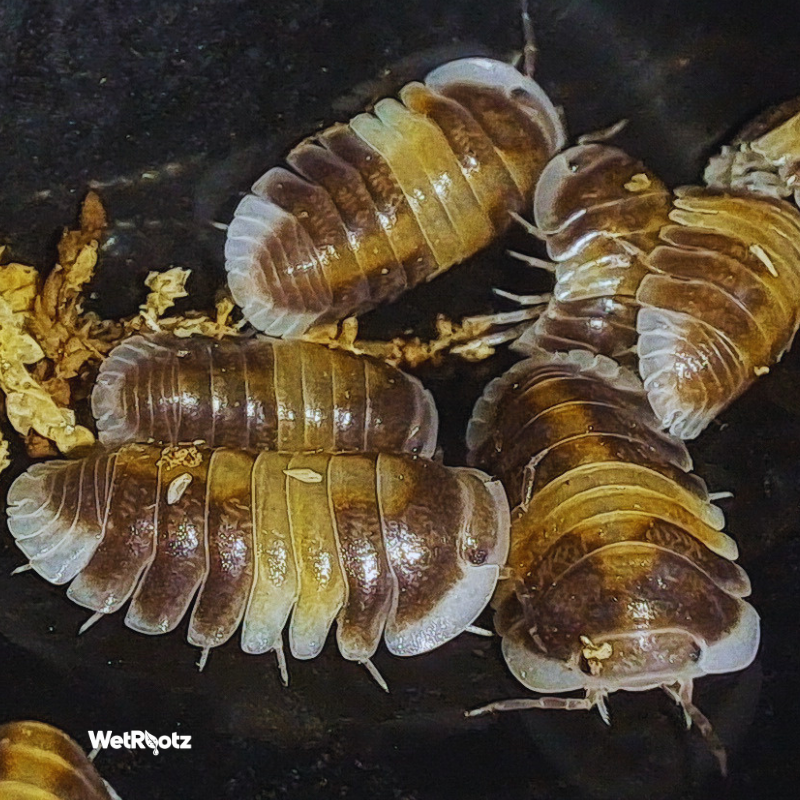 Cubaris sp - Cappuccino WetRootz