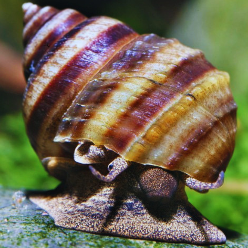 Nubby Piano Snail WetRootz