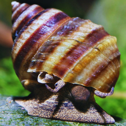 Nubby Piano Snail WetRootz