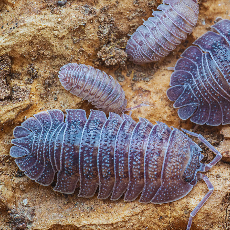 Armadillidium peraccae WetRootz