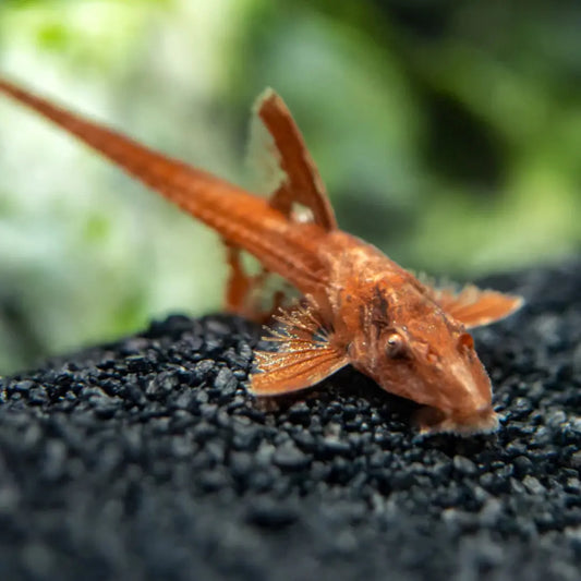 L-10A Red Lizard Whiptail Catfish Dee's Aqualife