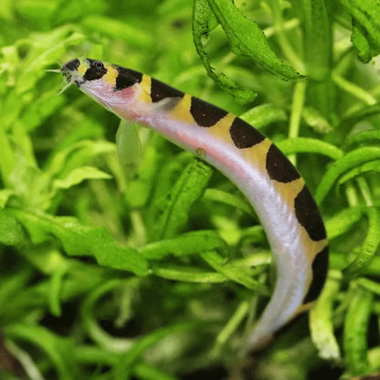 Kuhli loach Dee's Aqualife