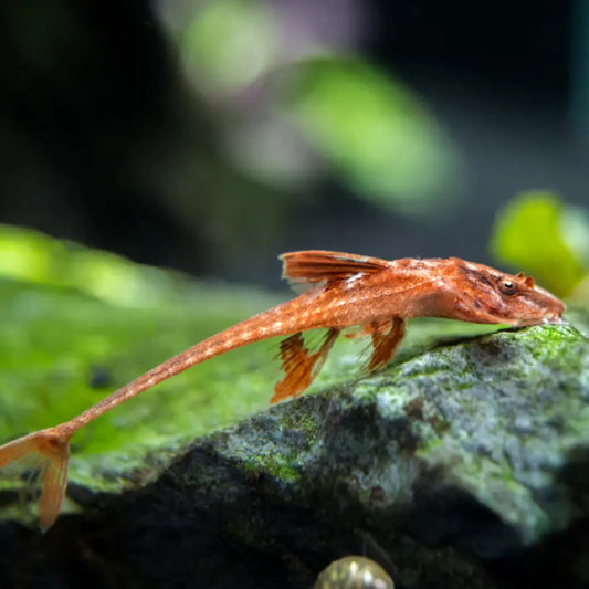 L-10A Red Lizard Whiptail Catfish Dee's Aqualife