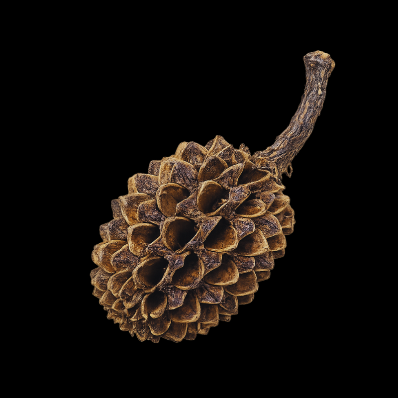 Casuarina cones WetRootz