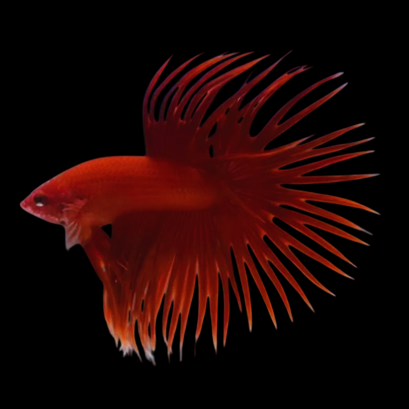 Red Crown Tail WetRootz