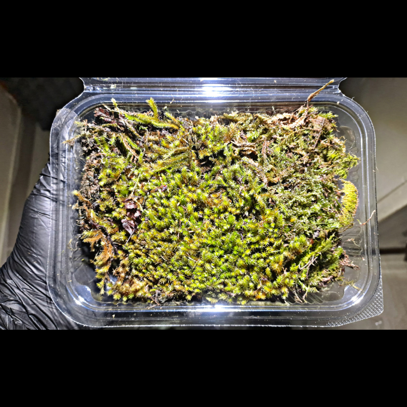 Mixed Moss WetRootz