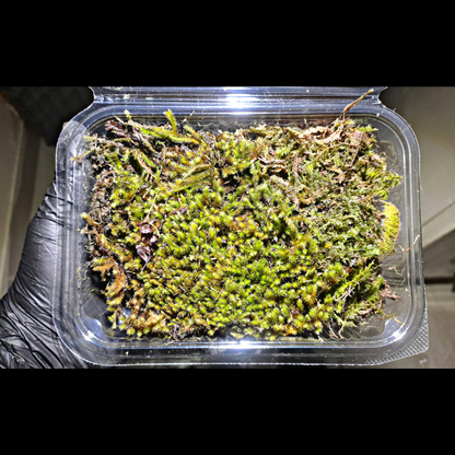 Mixed Moss WetRootz