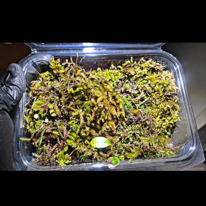 Mixed Moss WetRootz