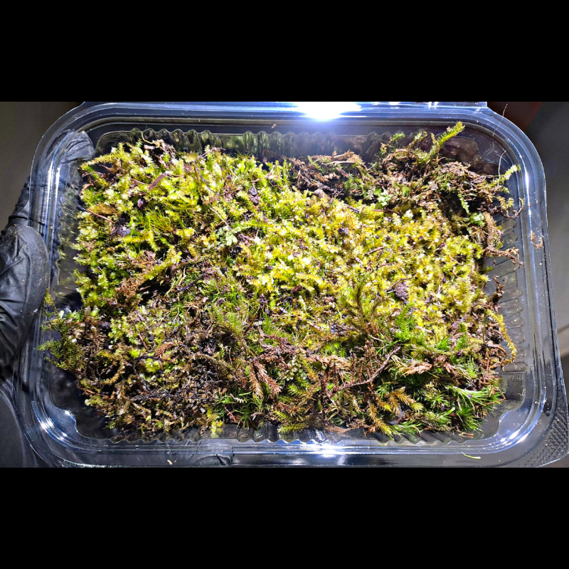 Mixed Moss WetRootz