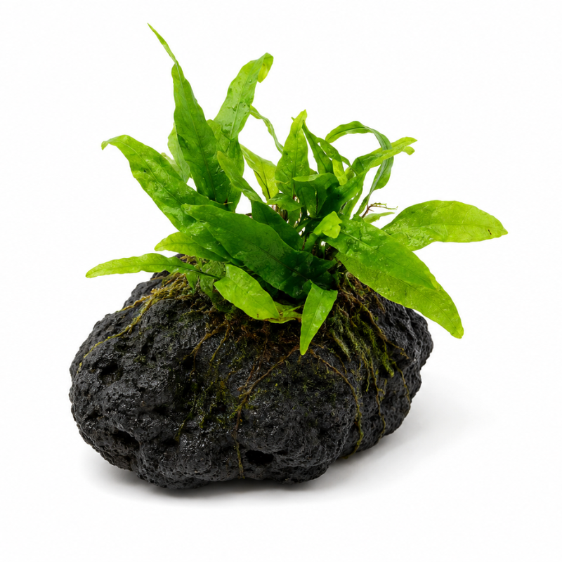Microsorum Pteropus Green Gnome - Dwarf Java fern WetRootz