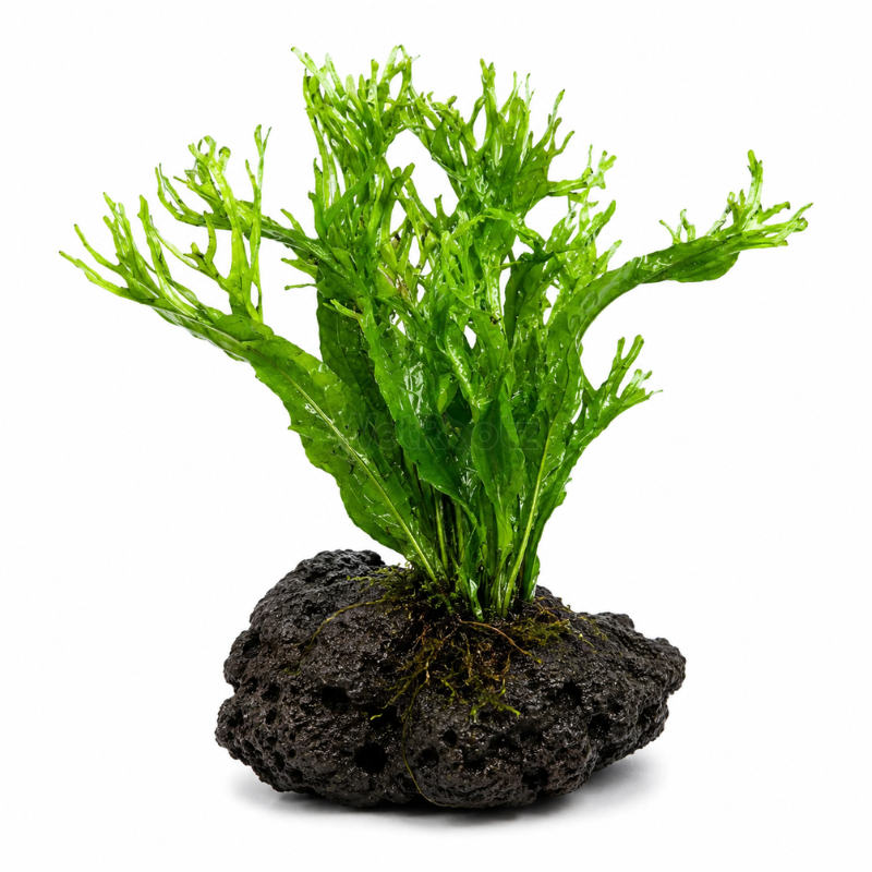 Microsorum Pteropus - Windelov WetRootz