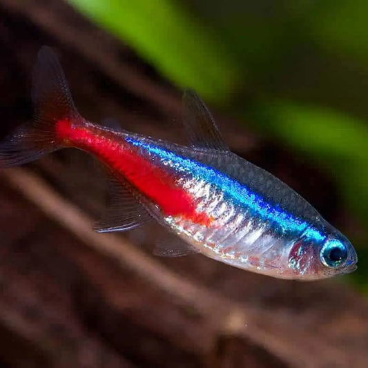 Neon Tetra Dee's Aqualife