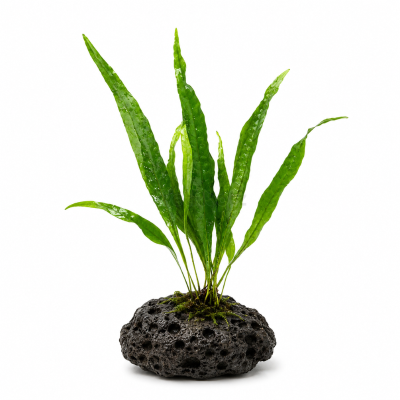 Java Fern (Microsorum Pteropus) WetRootz